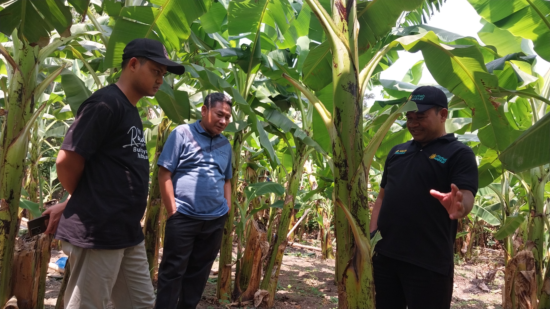 Management BMH Pusat terinspirasi dengan Pengelolaan Perkebunan wakaf Produktif pisang cavendish roumah wakaf di Desa Dringu Probolinggo